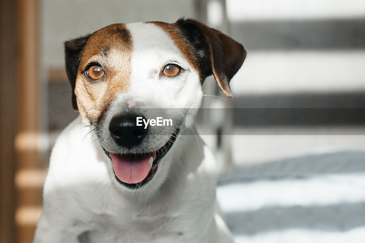 CLOSE-UP PORTRAIT OF DOG STICKING OUT TONGUE OUTDOORS