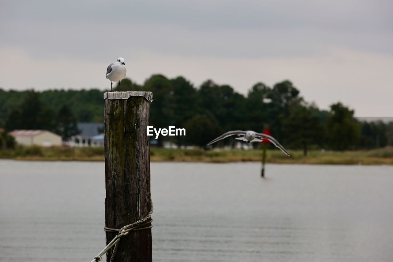 Seagull perching on wooden post by river against sky