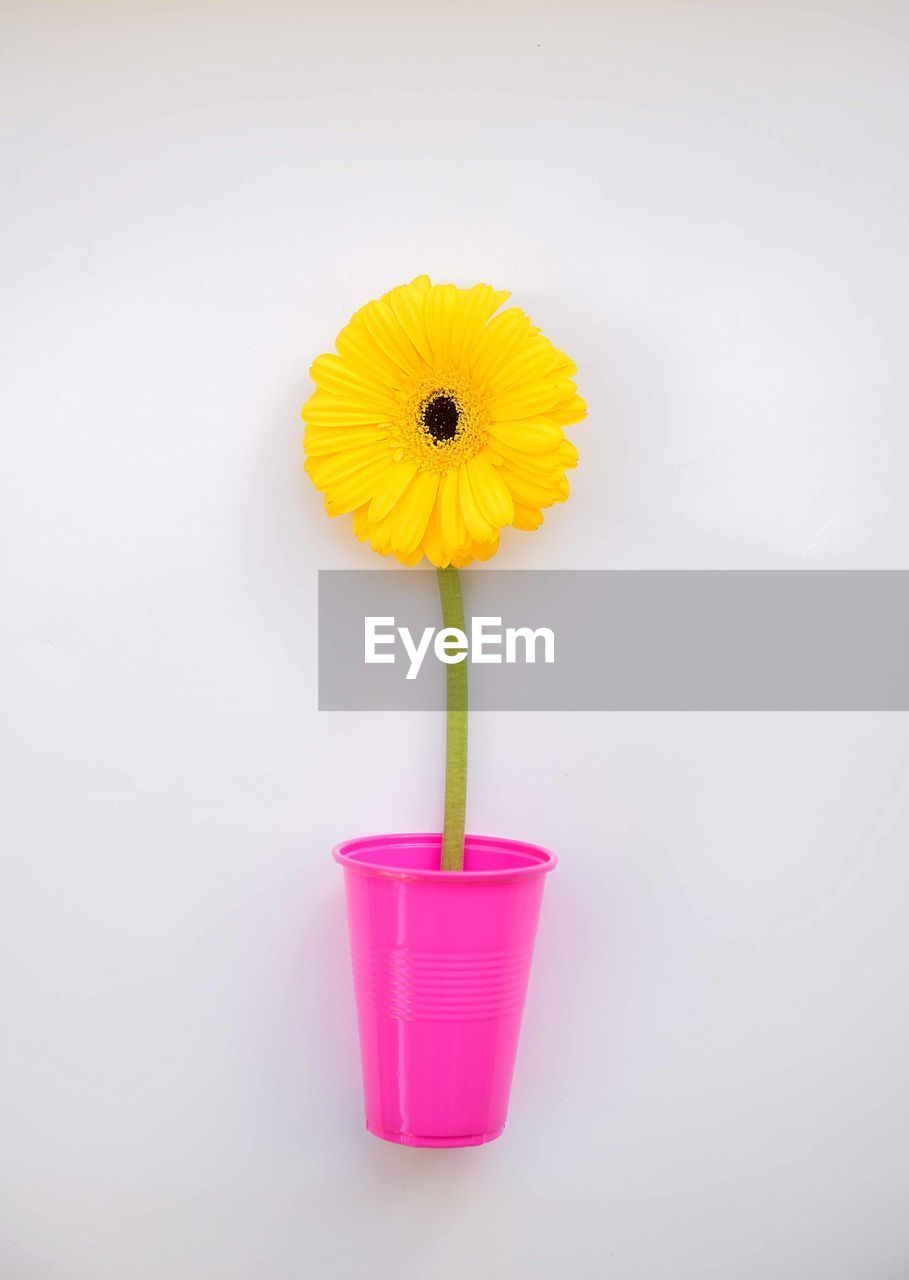 CLOSE-UP OF YELLOW FLOWER ON WHITE BACKGROUND