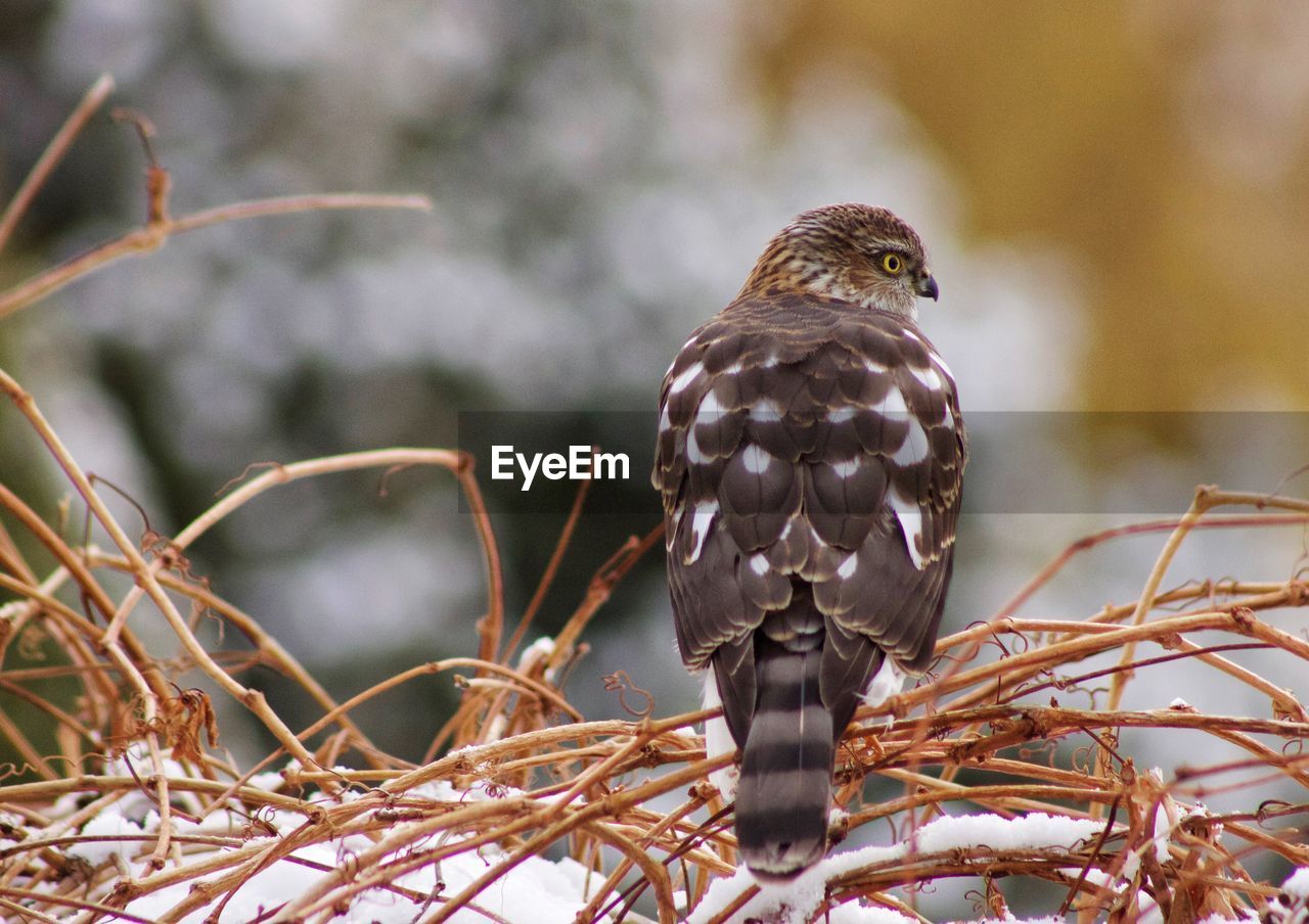 Close-up of hawk perching on branch