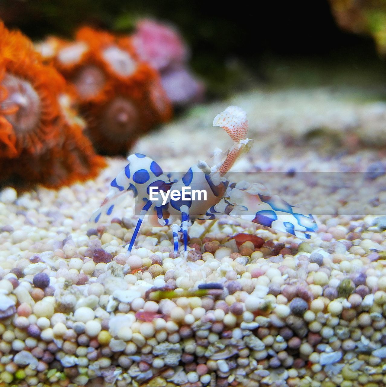 Close-up of shrimp in aquarium