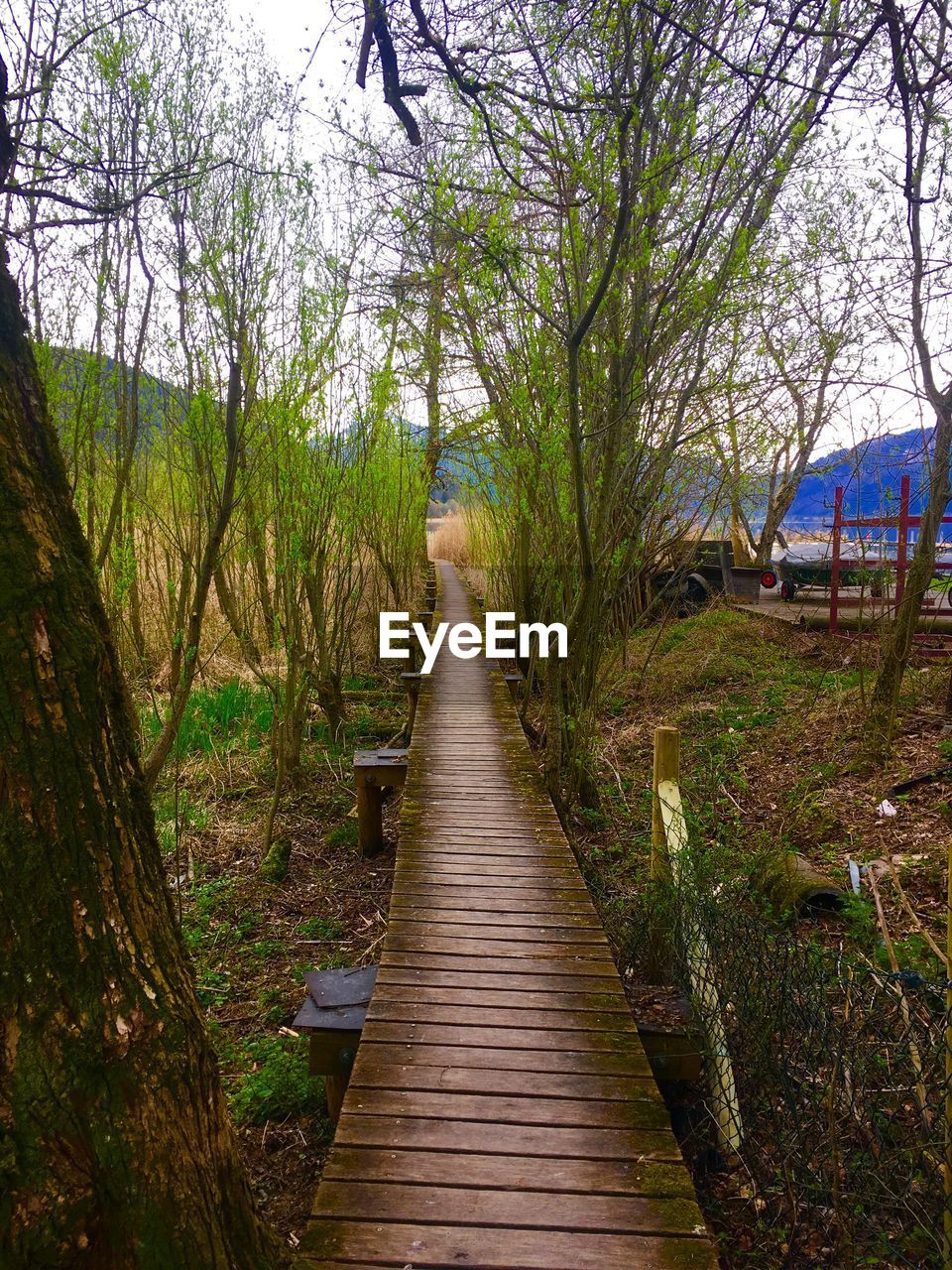 Empty boardwalk amidst trees in forest