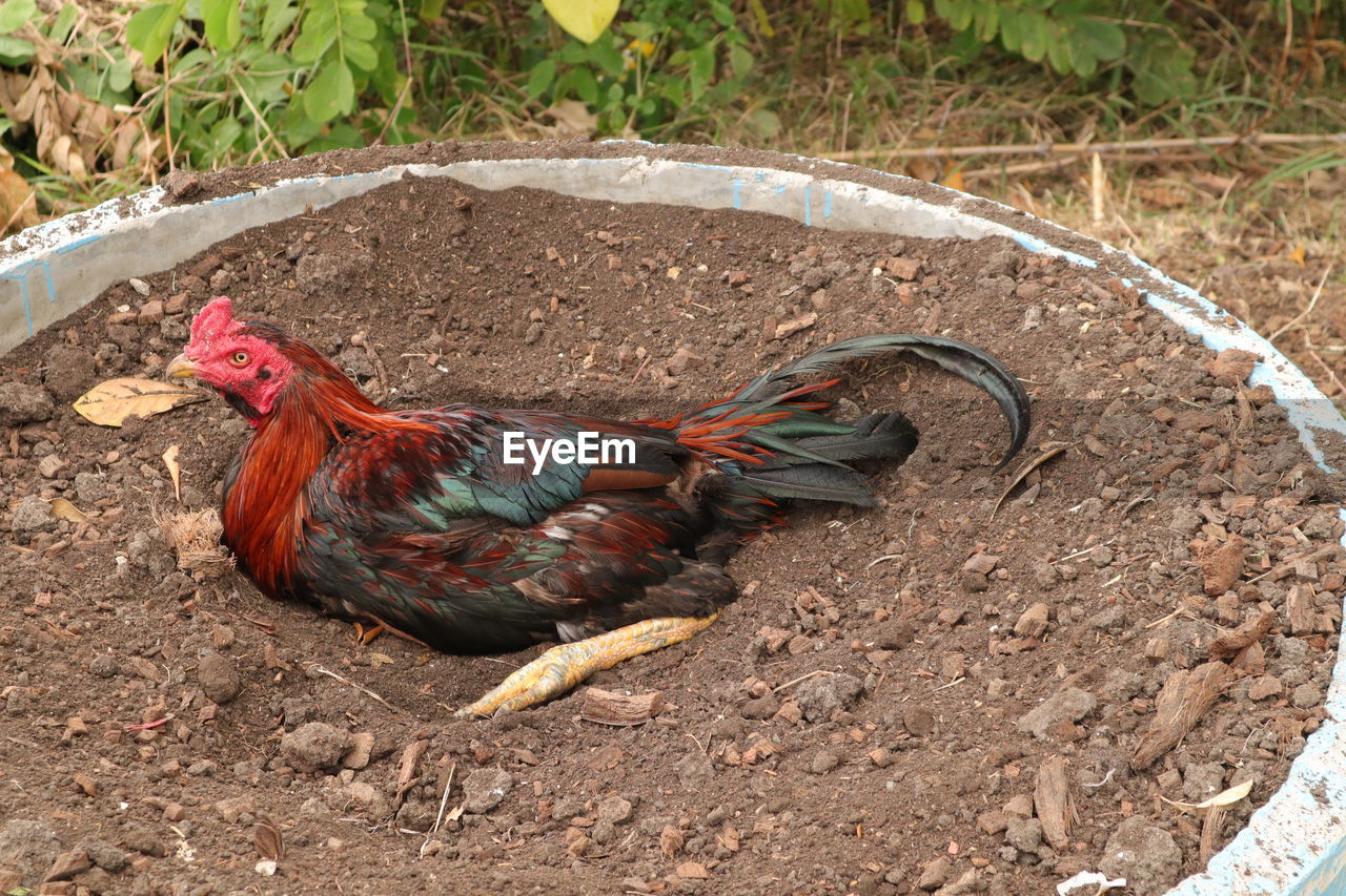 HIGH ANGLE VIEW OF ROOSTER ON GROUND