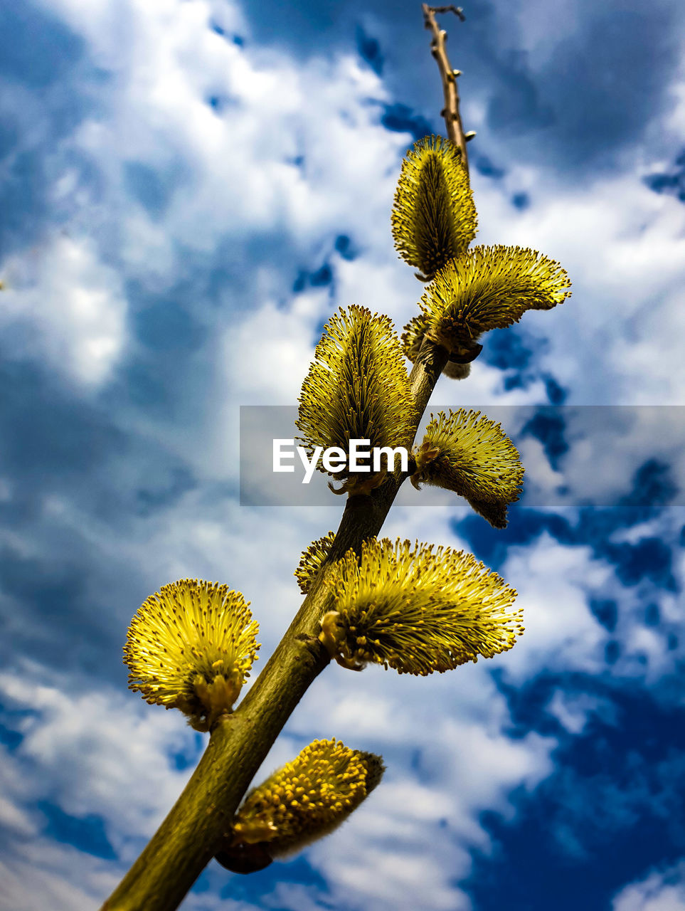 CLOSE-UP OF FLOWERING PLANT AGAINST CLOUDY SKY