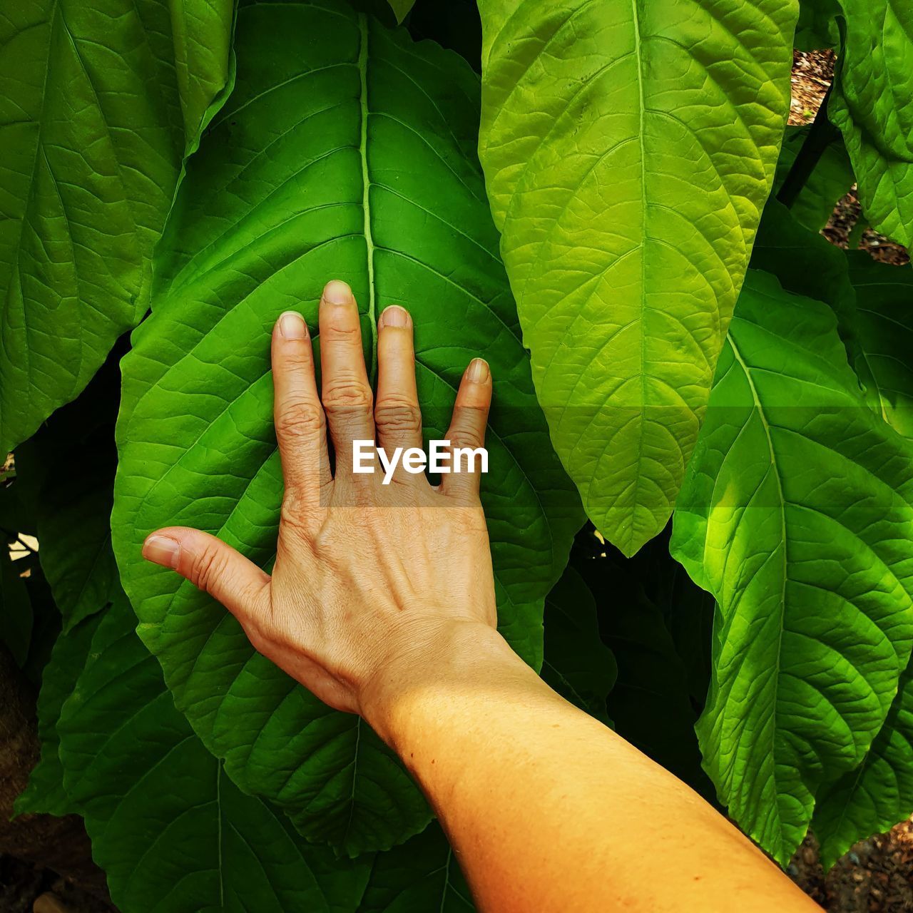 Close-up of hand touching leaves