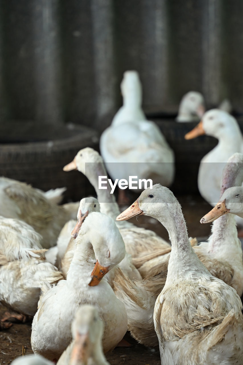 animal, animal themes, bird, water bird, group of animals, animal wildlife, wildlife, no people, duck, goose, large group of animals, ducks, geese and swans, nature, beak, day, food, outdoors