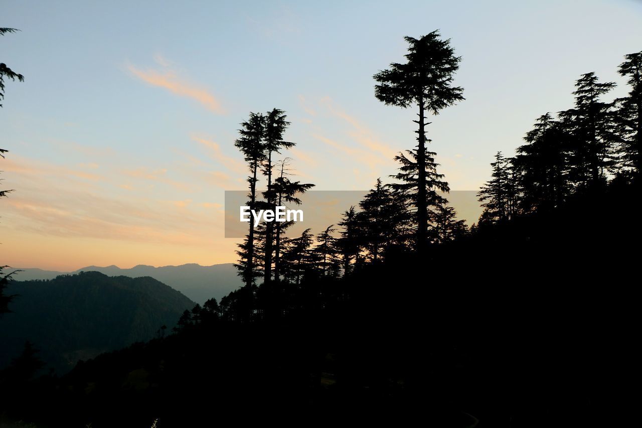 SILHOUETTE TREES AGAINST SKY