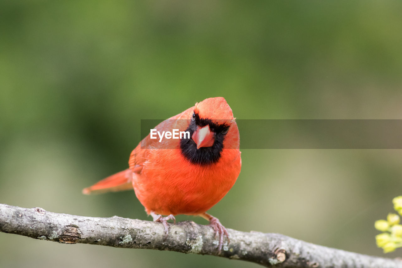 CLOSE-UP OF BIRD PERCHING ON TREE