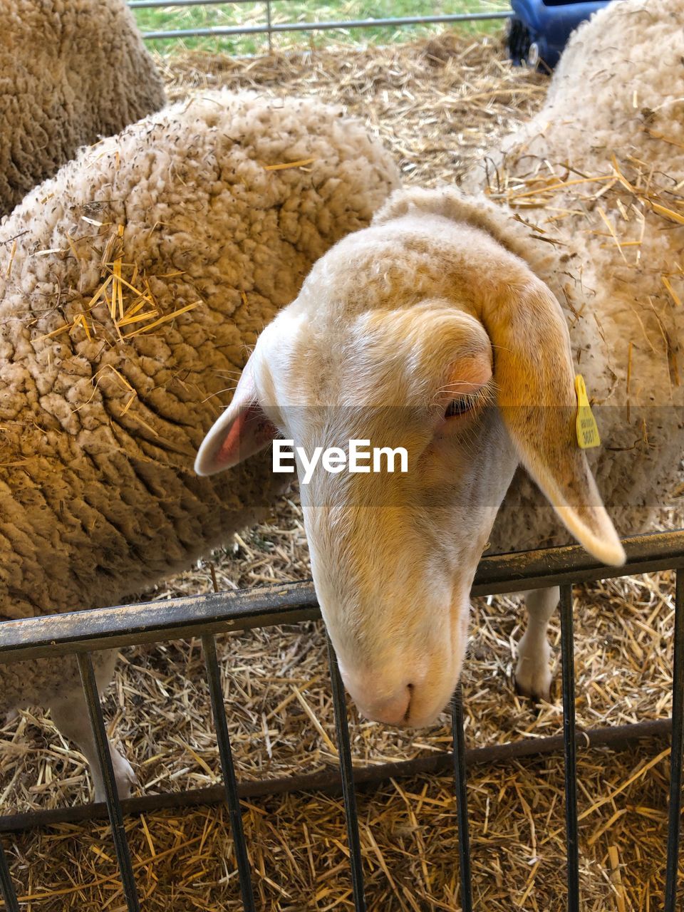 HIGH ANGLE VIEW OF SHEEP ON PEN