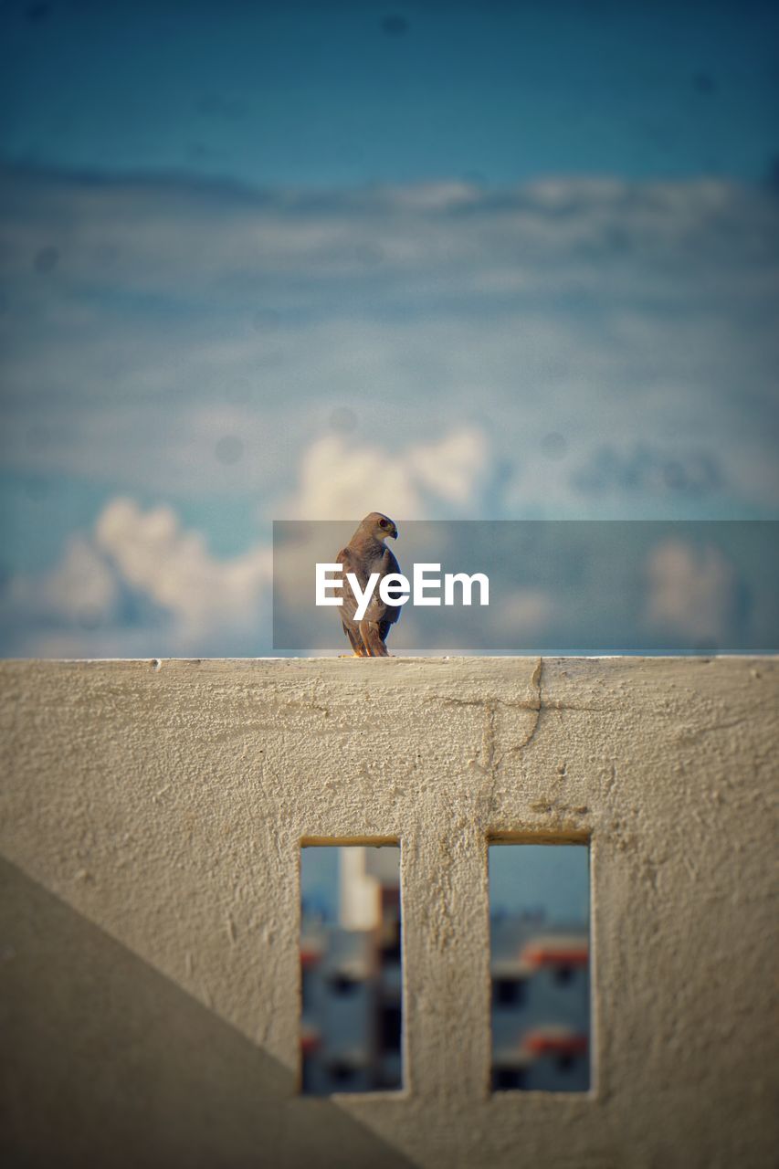 BIRD PERCHING ON WALL