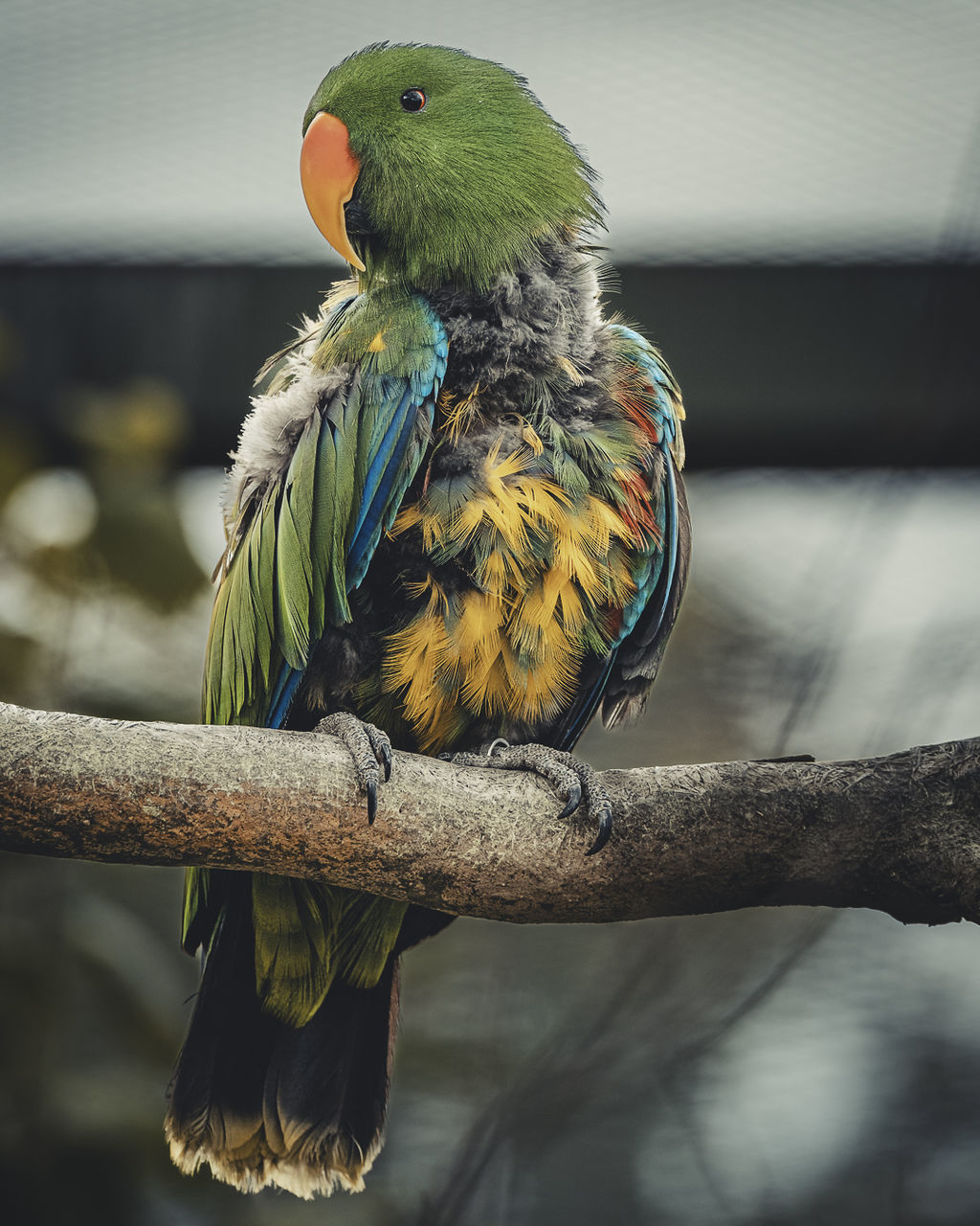 pet, animal themes, animal, bird, animal wildlife, beak, parrot, parakeet, one animal, perching, green, wildlife, yellow, branch, nature, close-up, tree, no people, focus on foreground, multi colored, outdoors, beauty in nature, tropical bird, full length