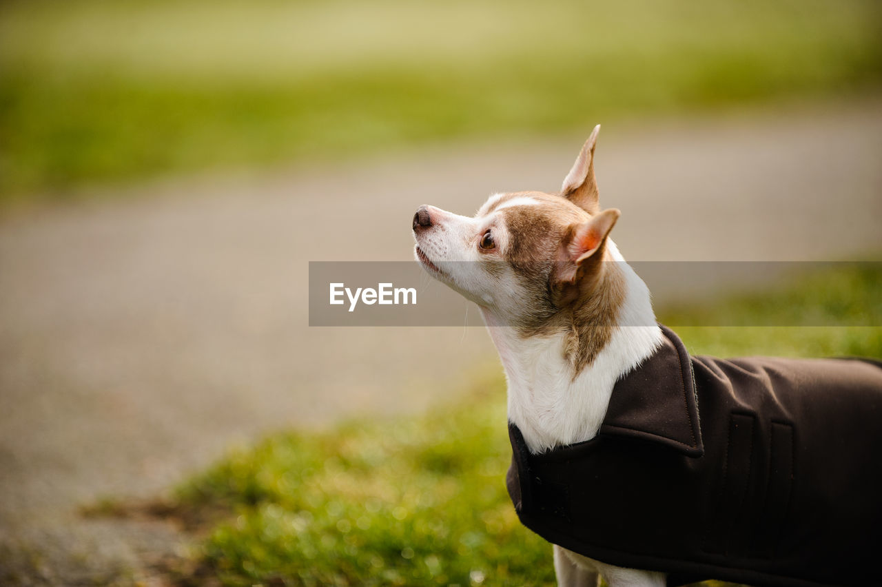 Close-up of dog with pet clothing on grassy field