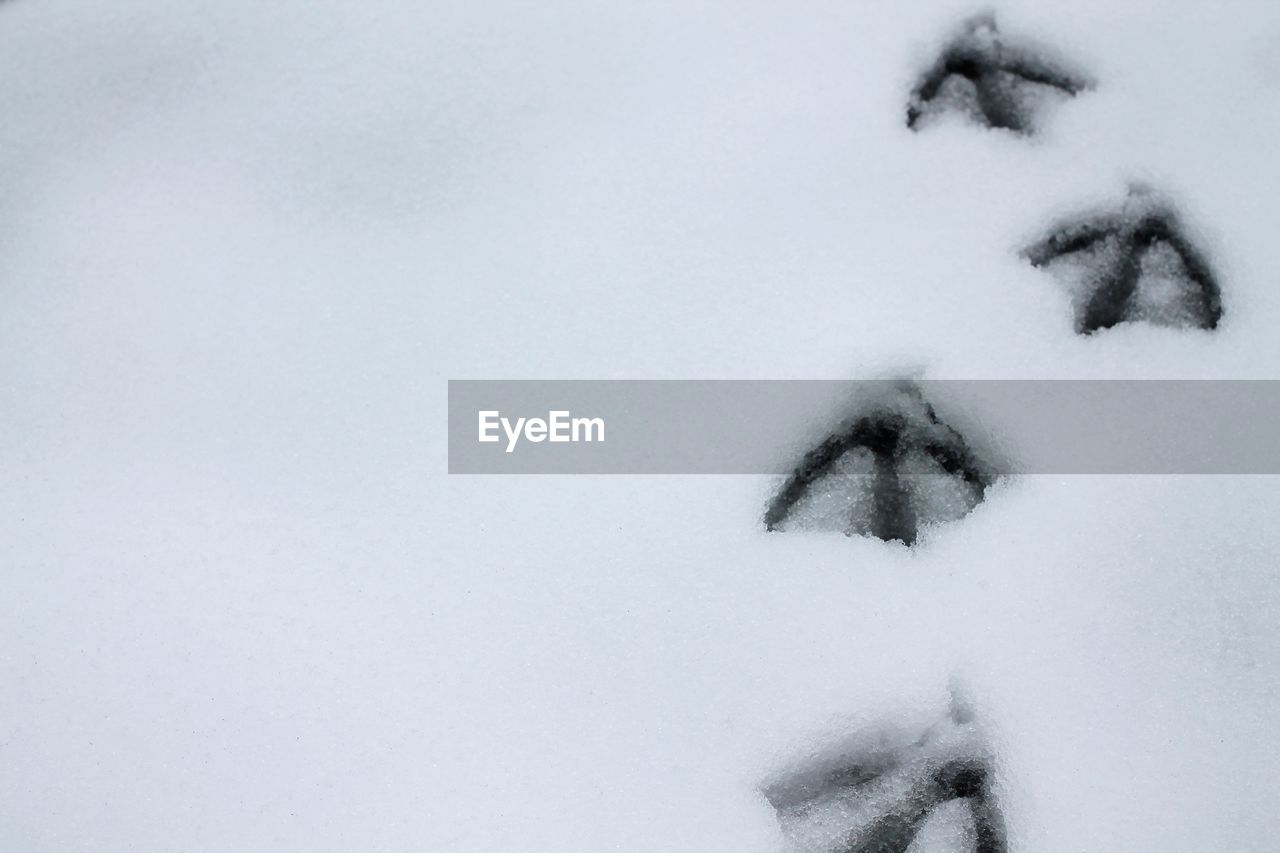 Close-up of snow covered field with bird footprint