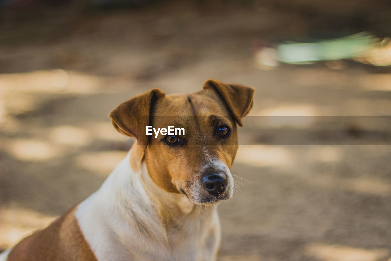 CLOSE-UP PORTRAIT OF DOG LOOKING AT CAMERA