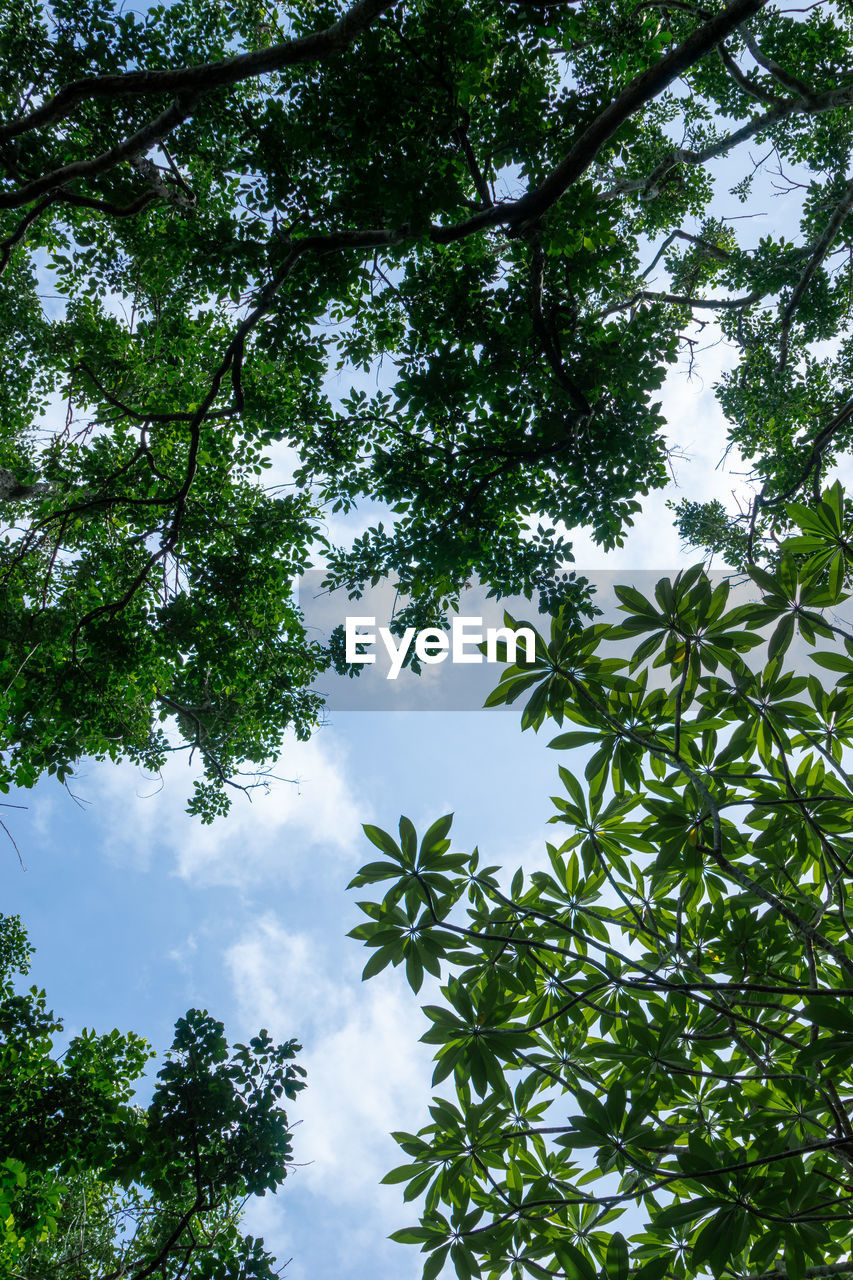 LOW ANGLE VIEW OF TREE AGAINST SKY