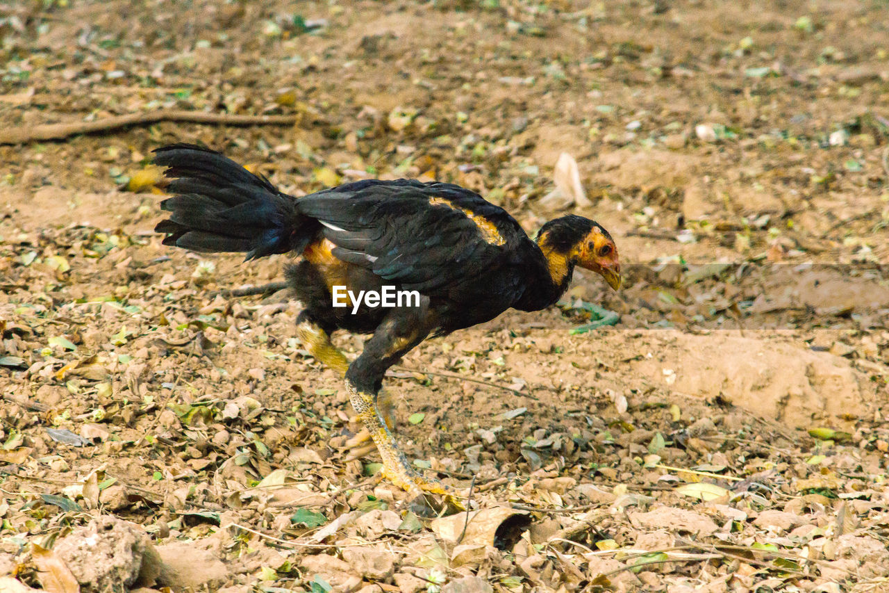 animal themes, animal, bird, one animal, animal wildlife, wildlife, nature, no people, field, land, full length, chicken, outdoors, day, sunlight, domestic animals, livestock, side view