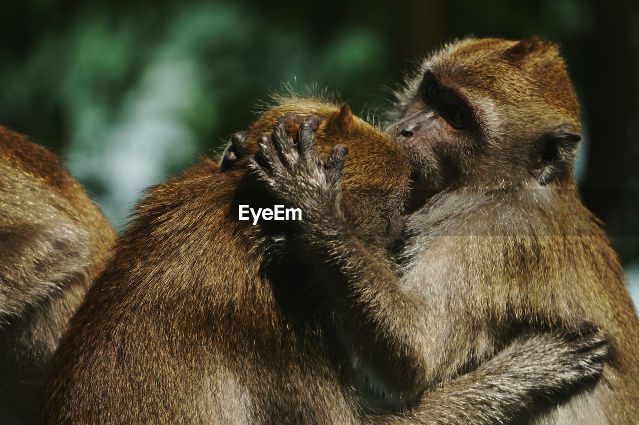 Close-up of monkeys mating in forest