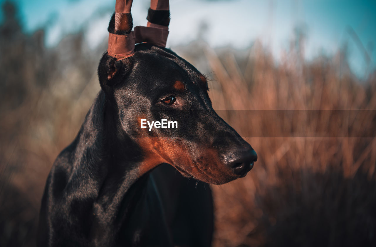 Close-up of dog looking away