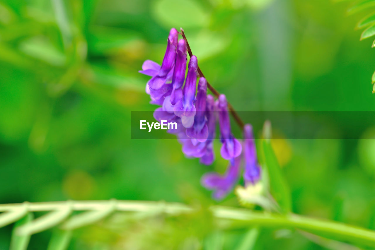 CLOSE-UP OF PURPLE FLOWERING PLANTS