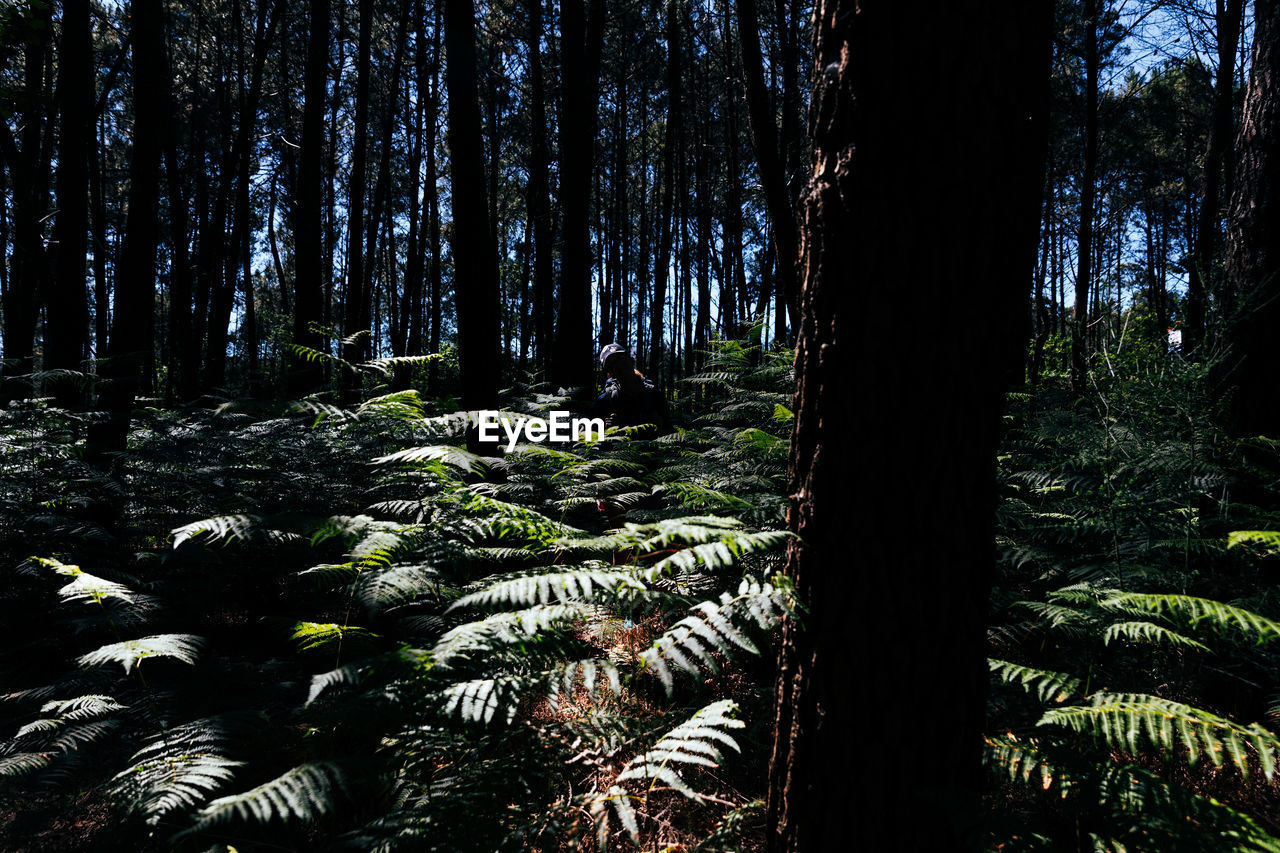 view of trees in forest