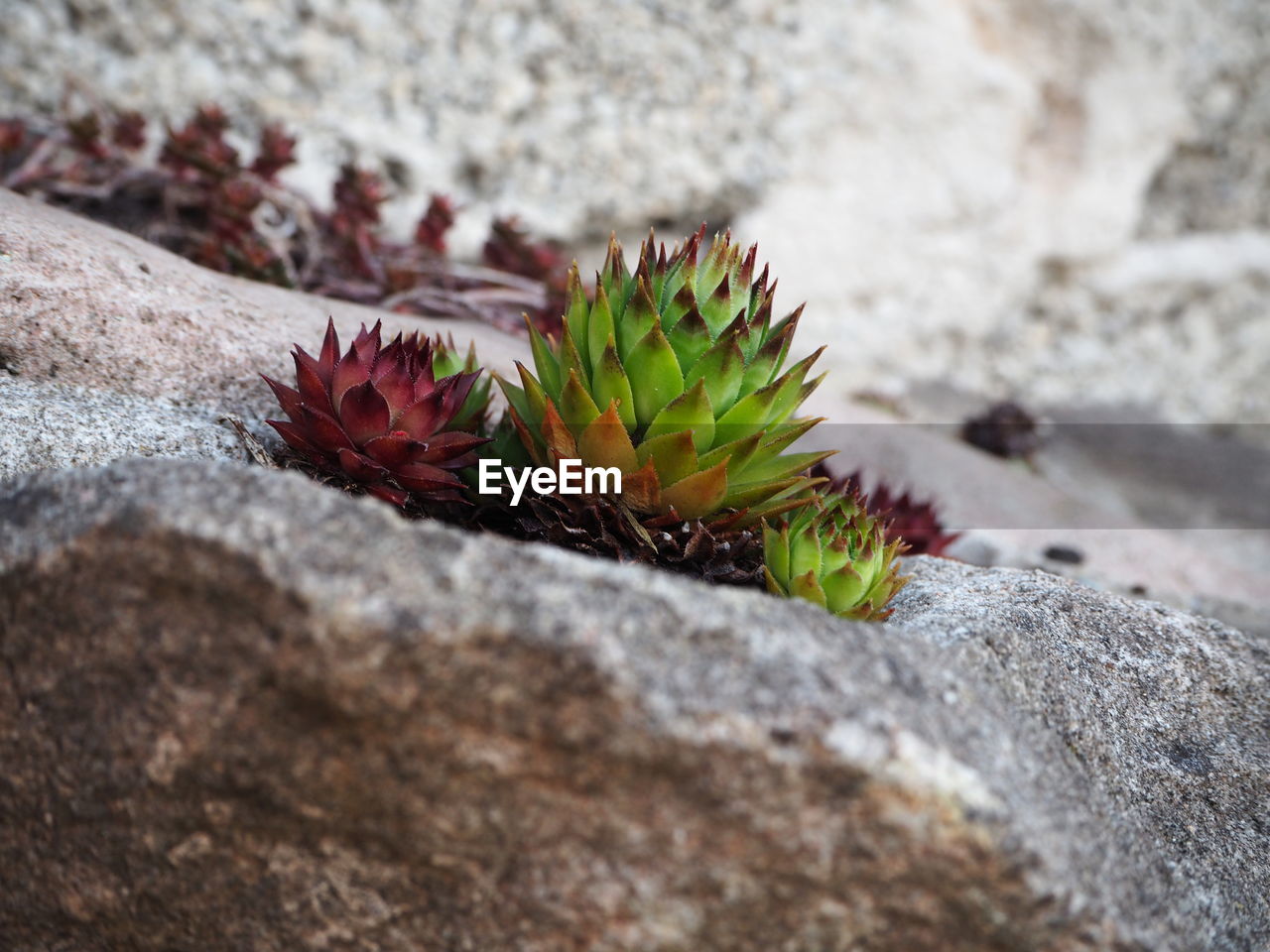 CLOSE-UP OF RED CACTUS PLANT ON ROCK