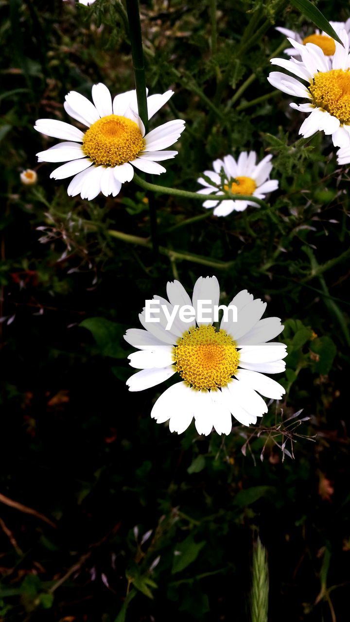 Close-up of white daisy flower