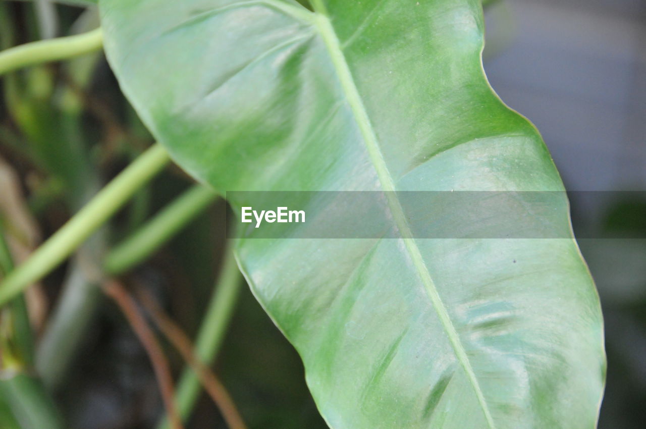 CLOSE-UP OF PLANT