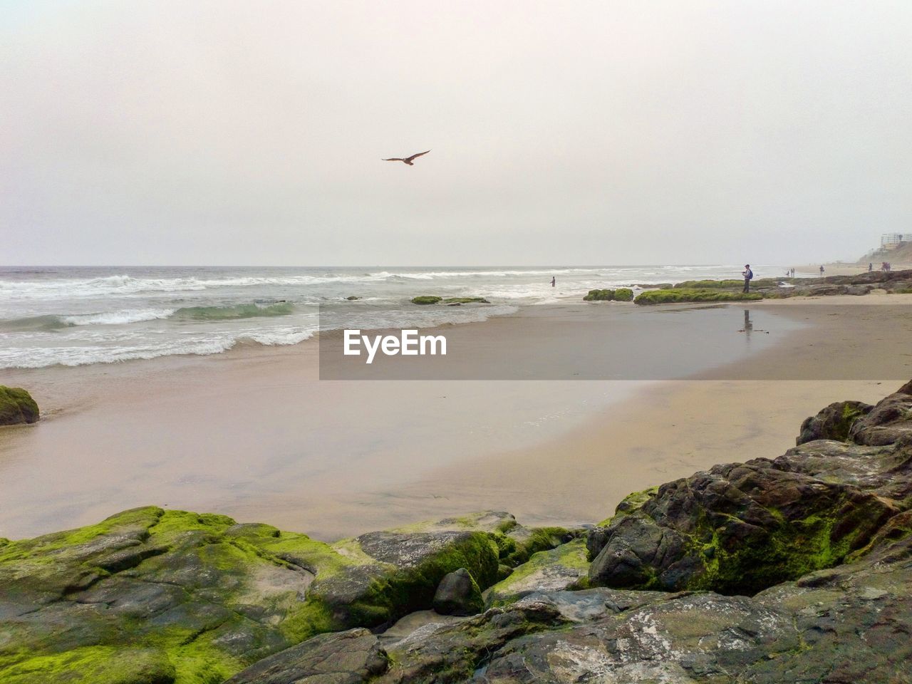 BIRDS FLYING OVER BEACH