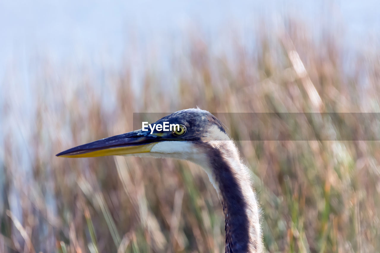 Close-up of bird