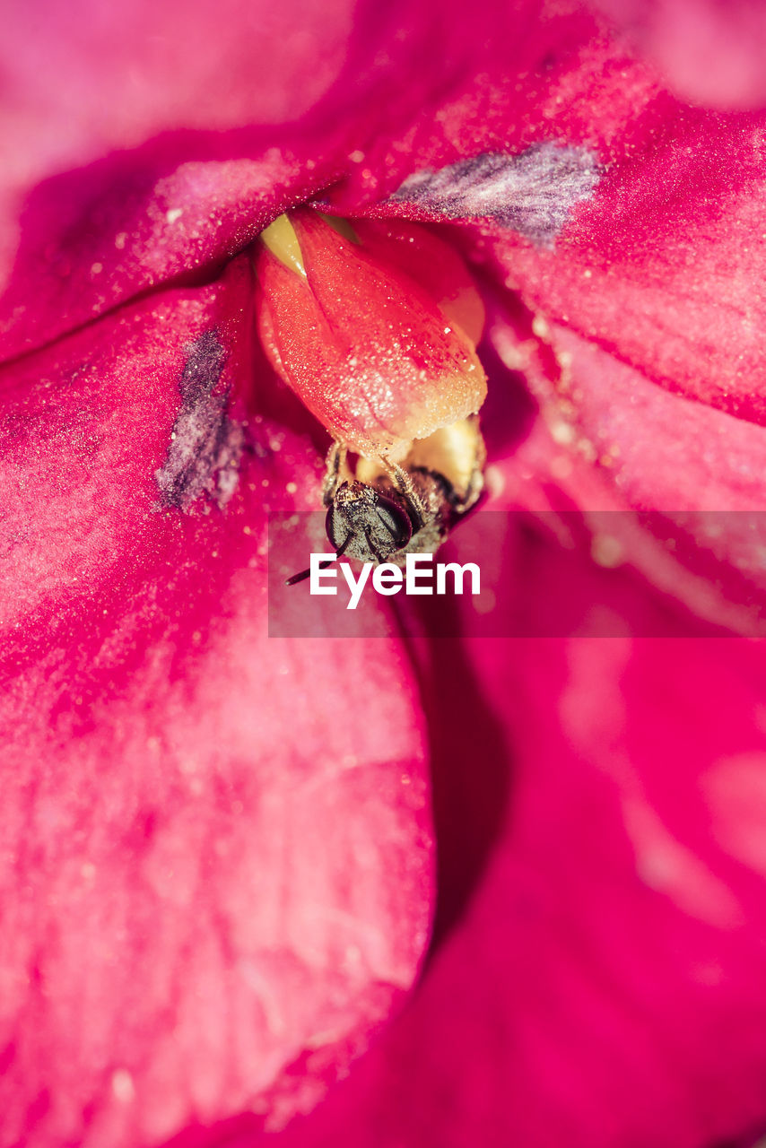 MACRO SHOT OF PINK FLOWER