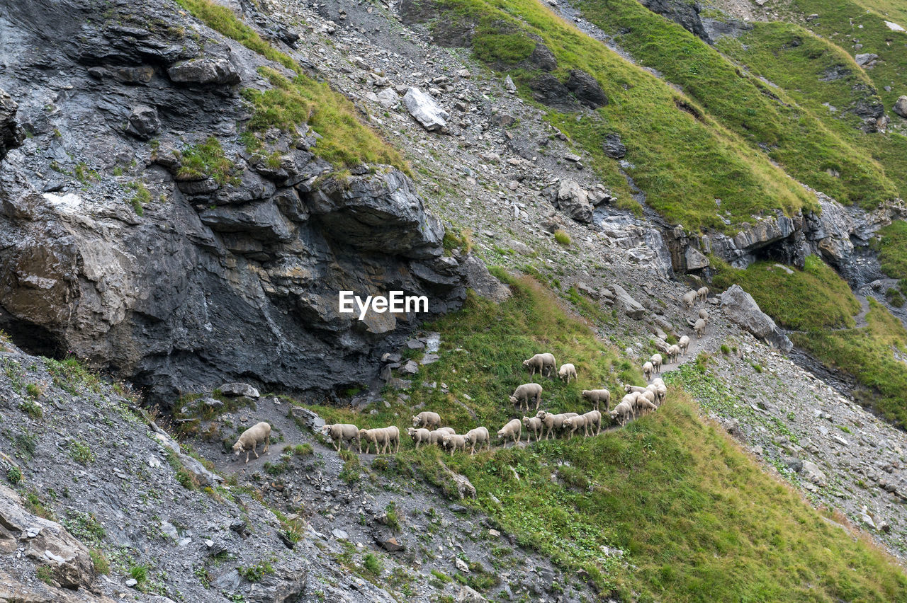 High angle view of sheep walking on mountain