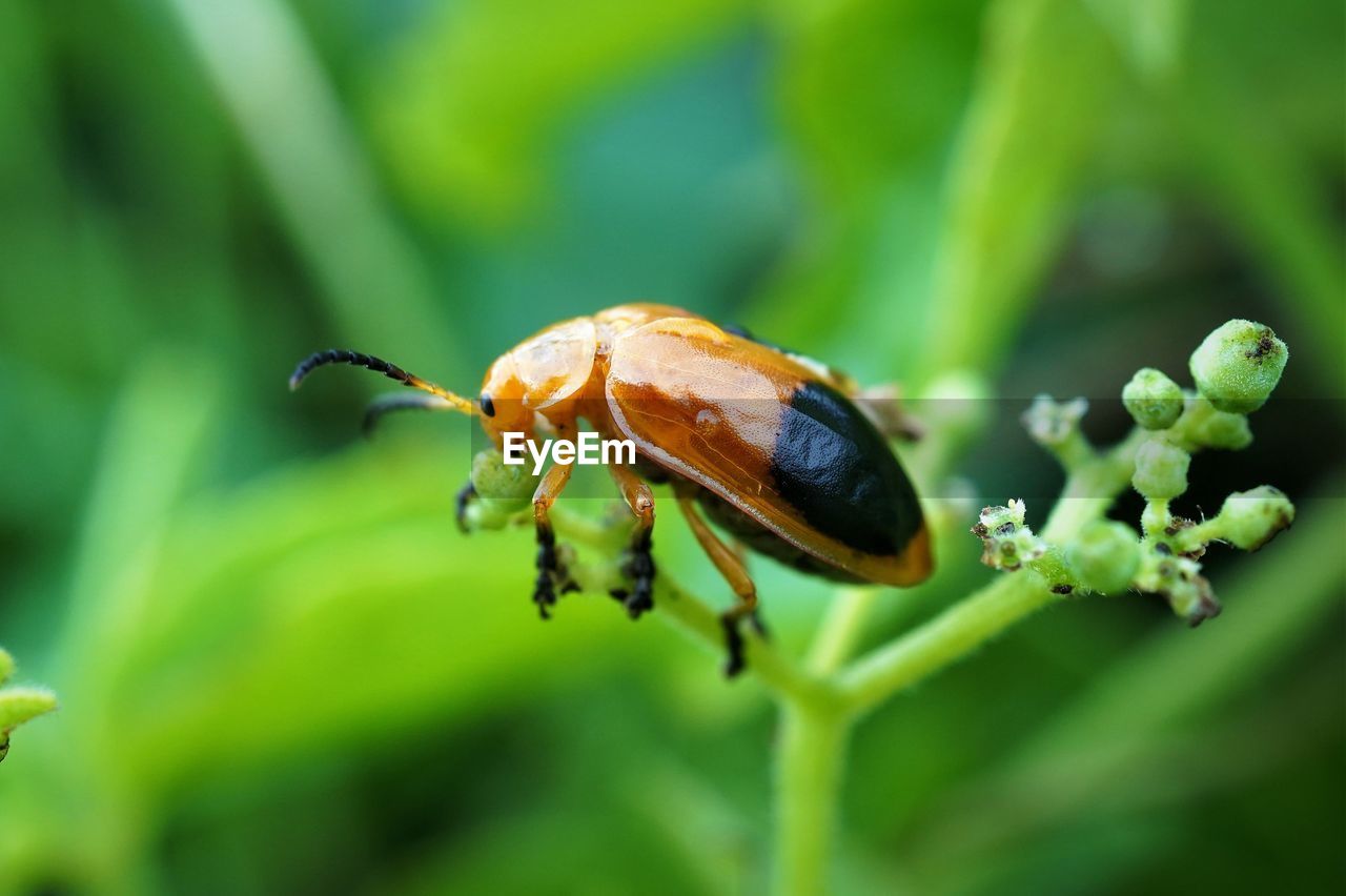 Close-up of insect on plant