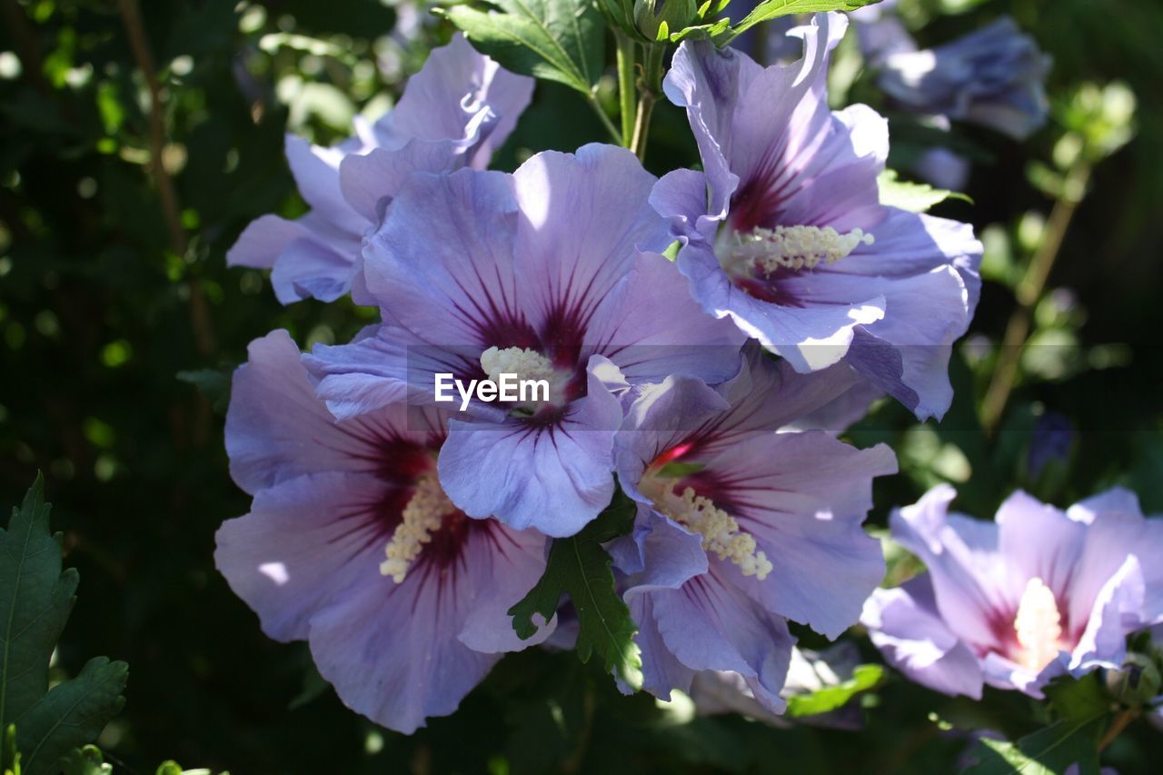 CLOSE-UP OF FLOWER