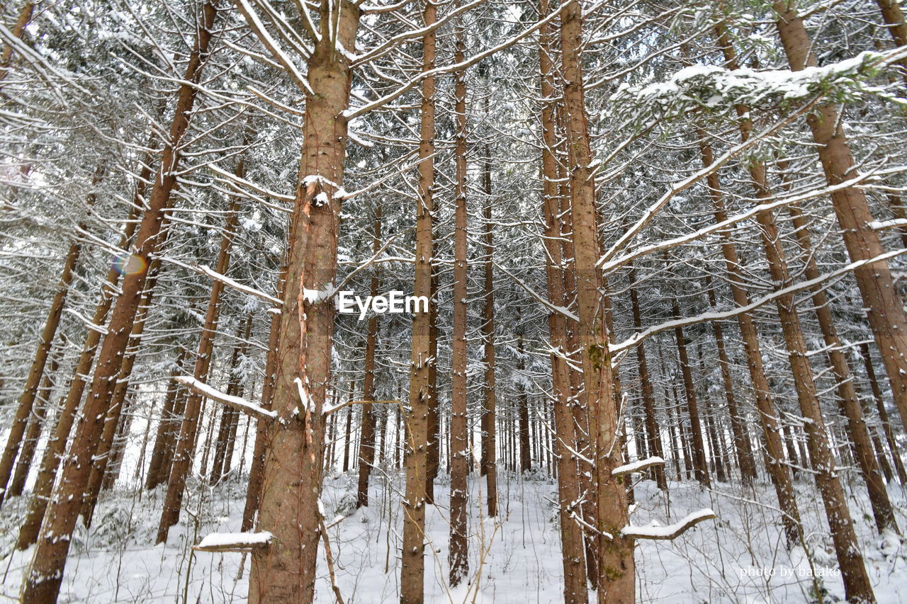 LOW ANGLE VIEW OF BAMBOO TREES IN SNOW