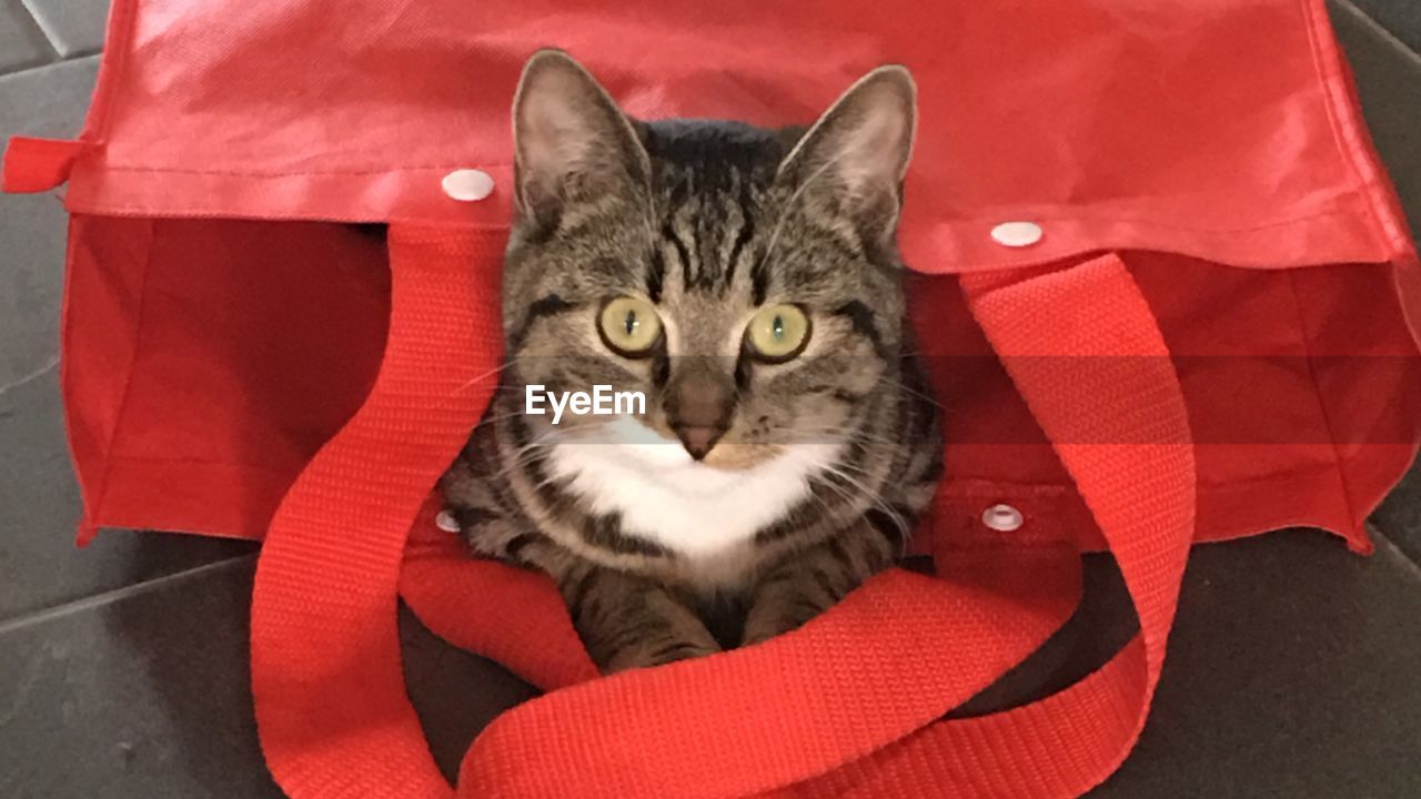 HIGH ANGLE PORTRAIT OF CAT RELAXING ON RED