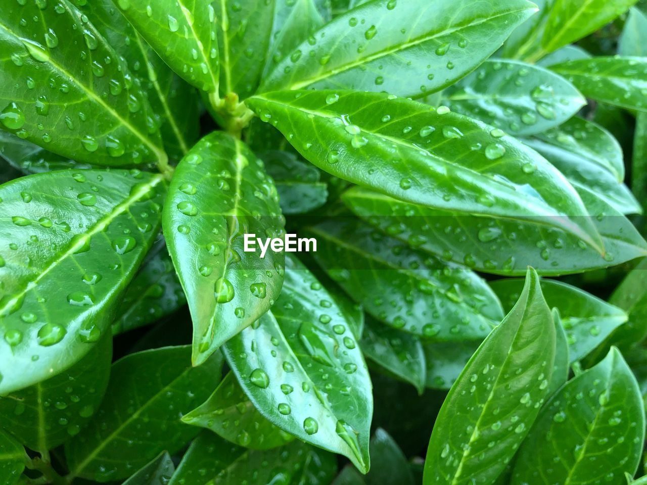 Full frame shot of wet leaves