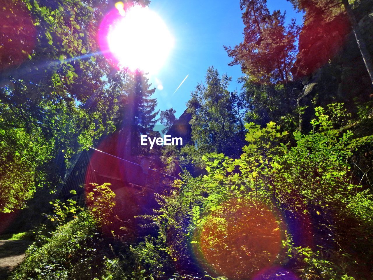 SUN SHINING THROUGH TREES IN PARK