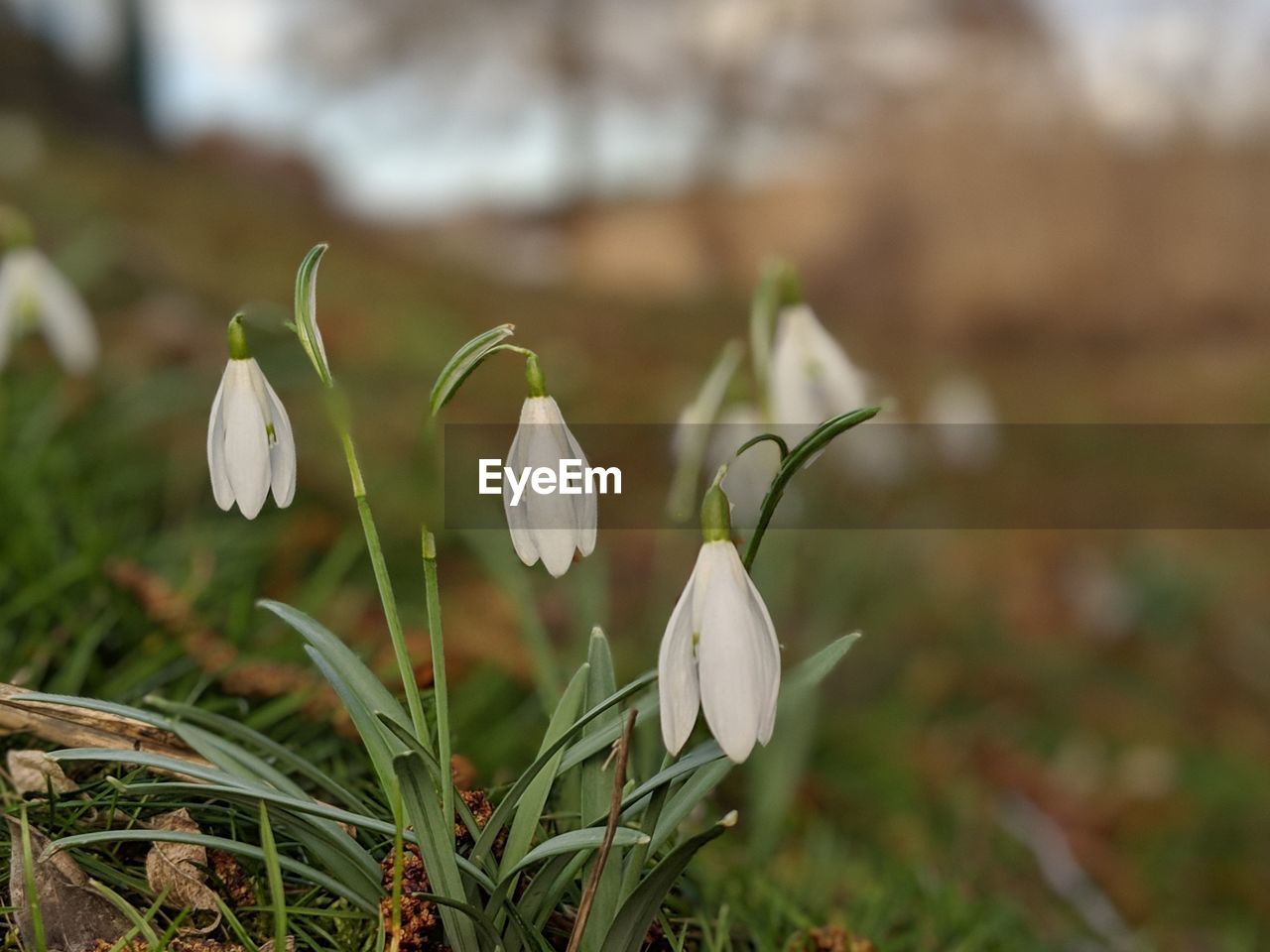 Close-up of white flowering plants on field