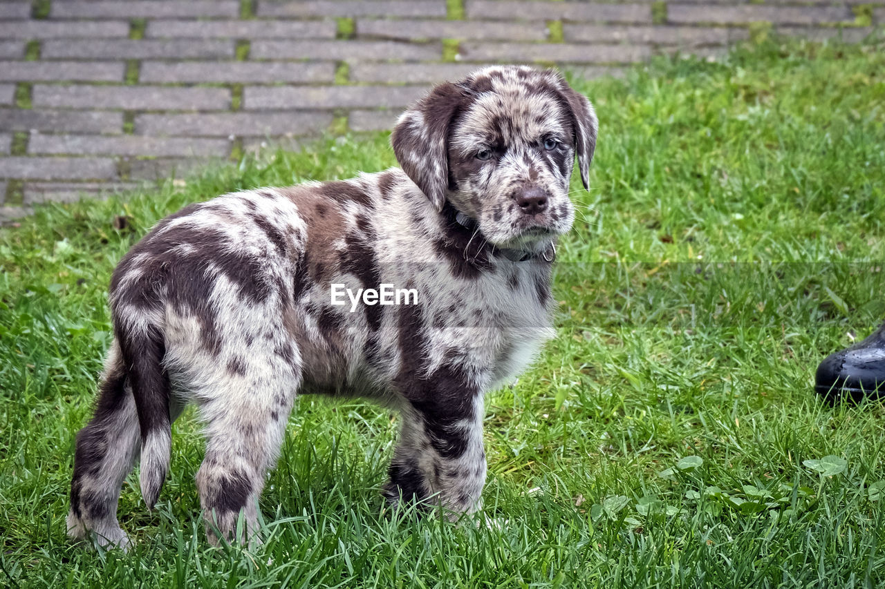 PORTRAIT OF DOG STANDING ON GRASS