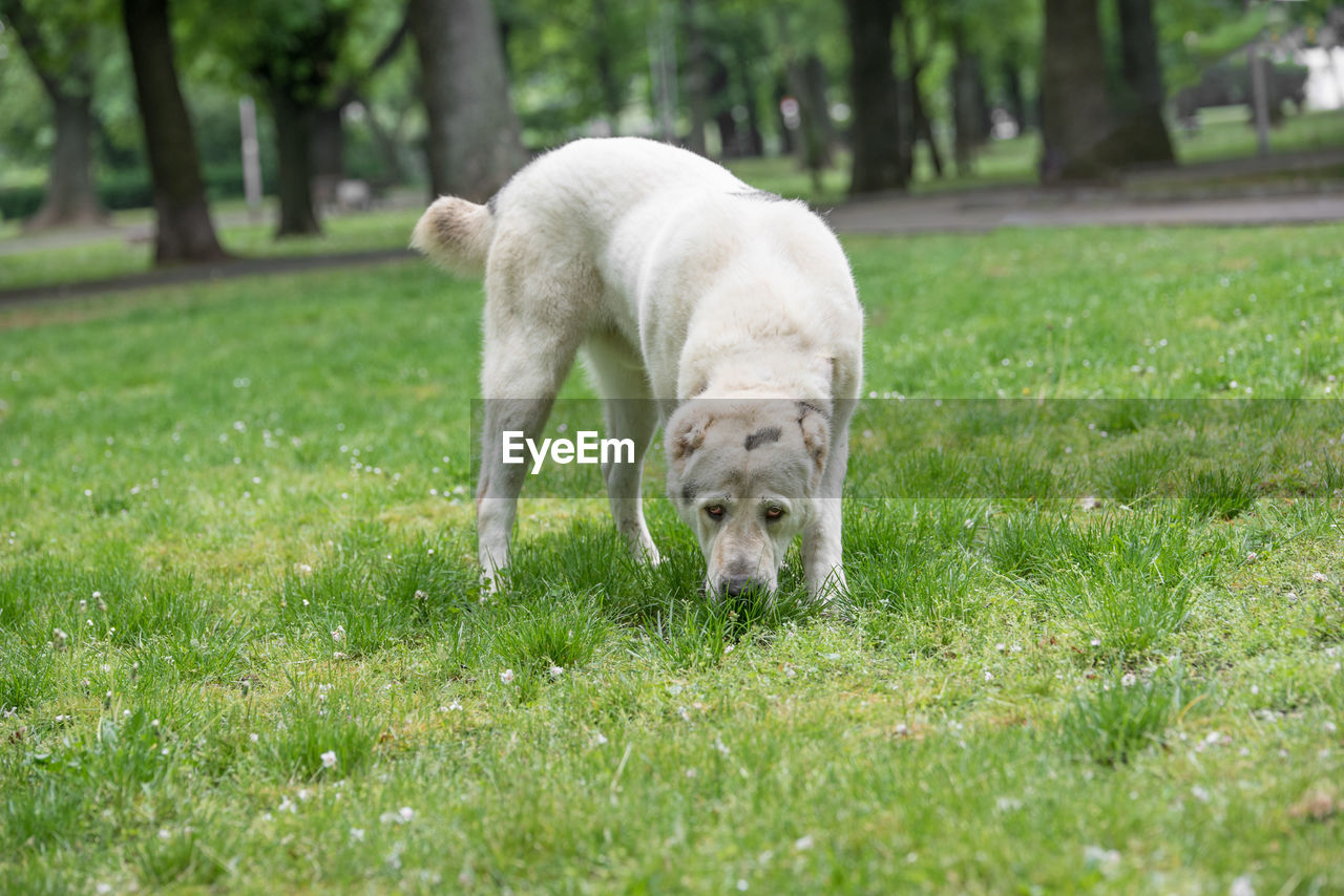 DOG ON GRASS IN PARK