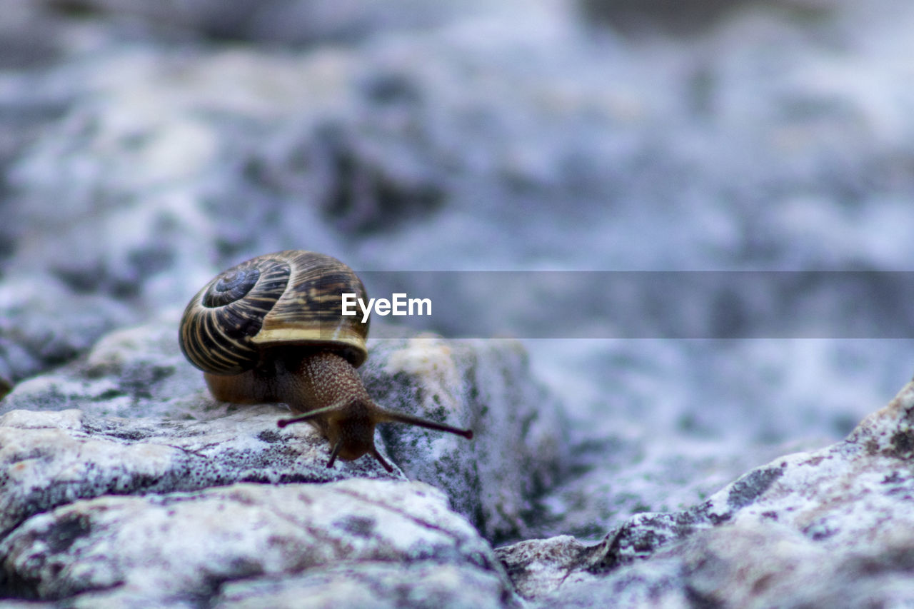 Close-up of snail on rock