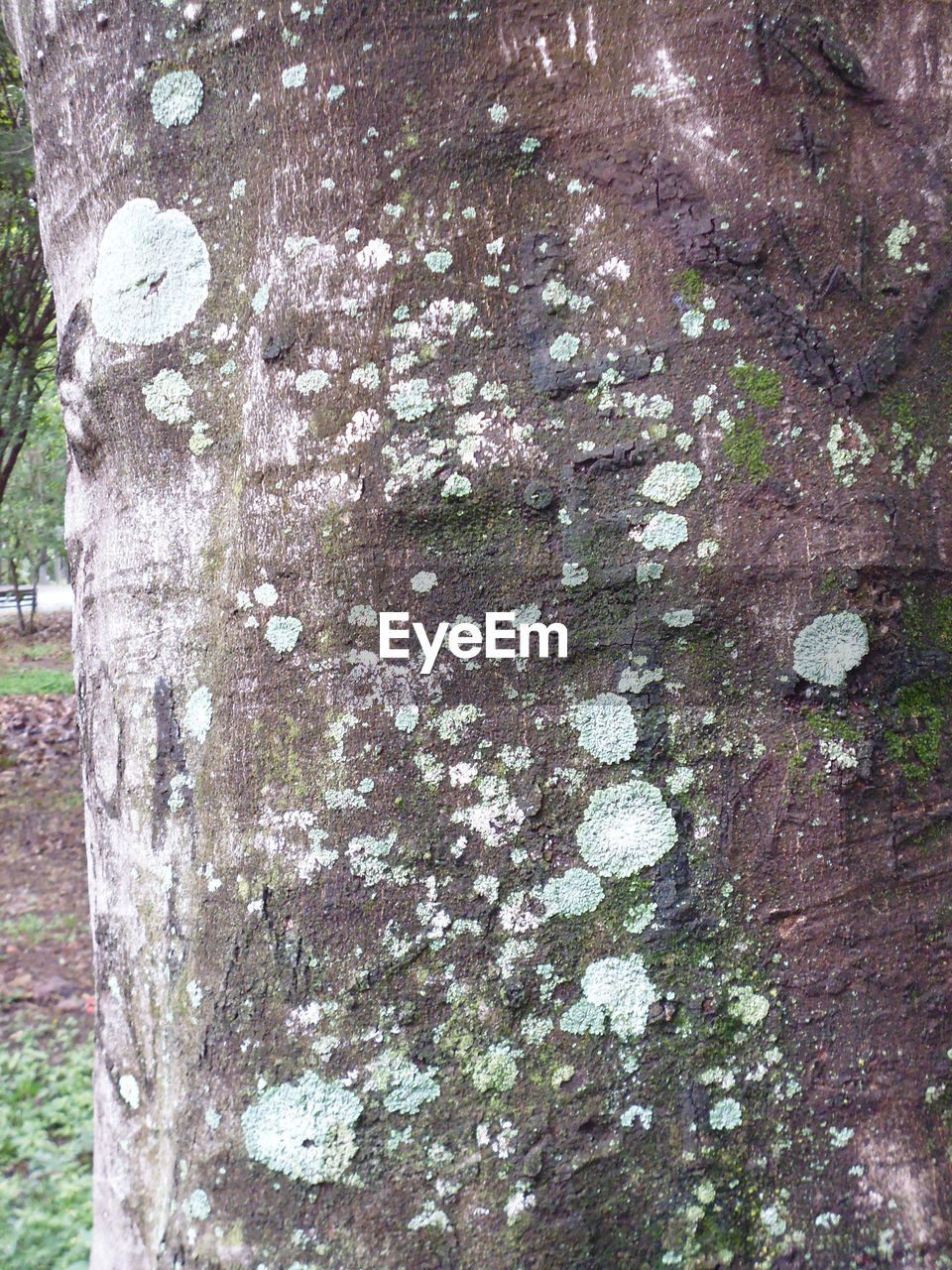 CLOSE-UP OF LICHEN TREE TRUNK