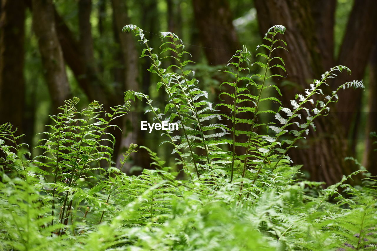 Fern in forest in summertime