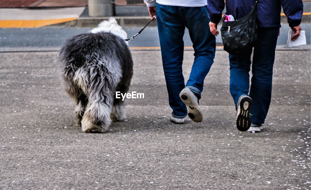 LOW SECTION OF PEOPLE WALKING WITH DOG ON ROAD