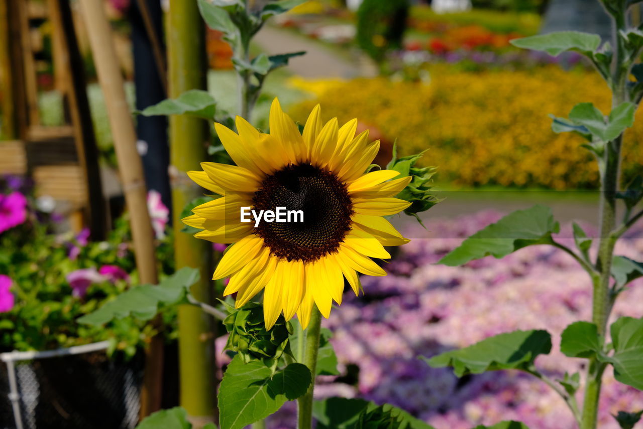 Close-up of yellow flowering plant