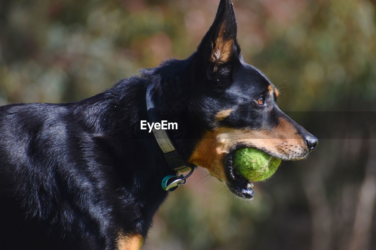 Close-up of dog looking away