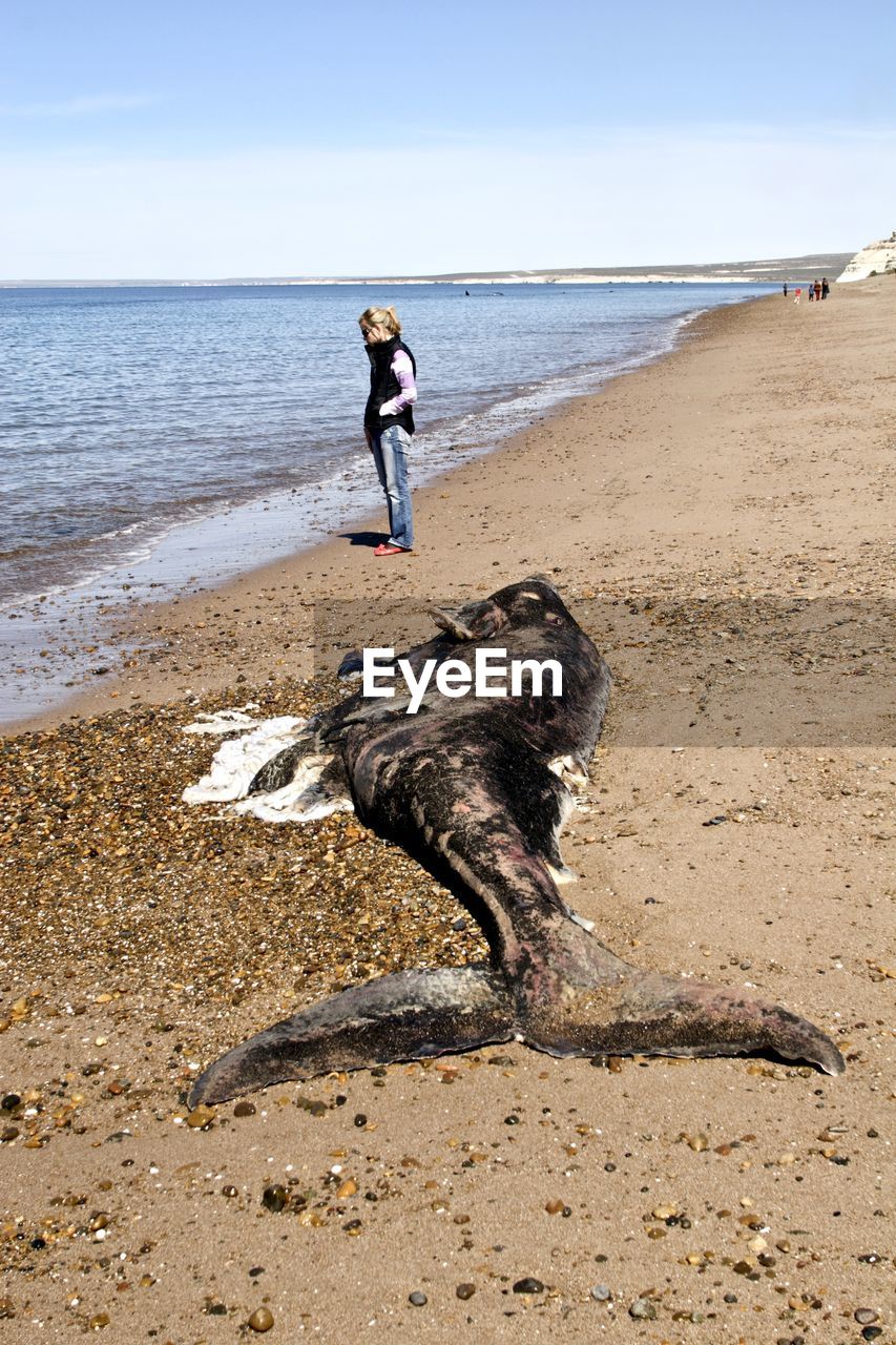 Woman standing on sand by dead whale at beach