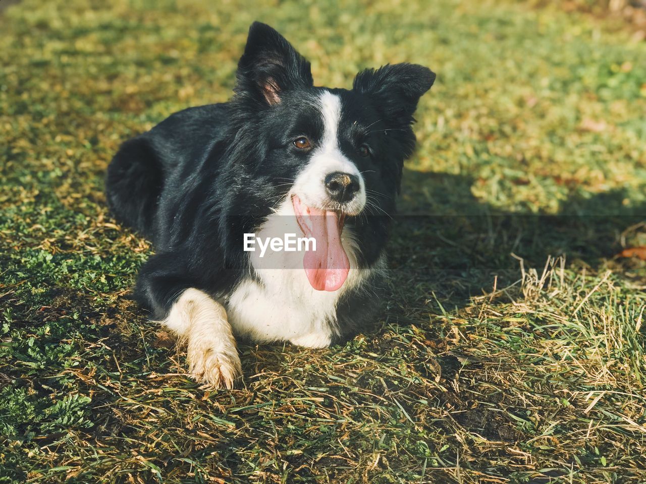 Close-up portrait of dog