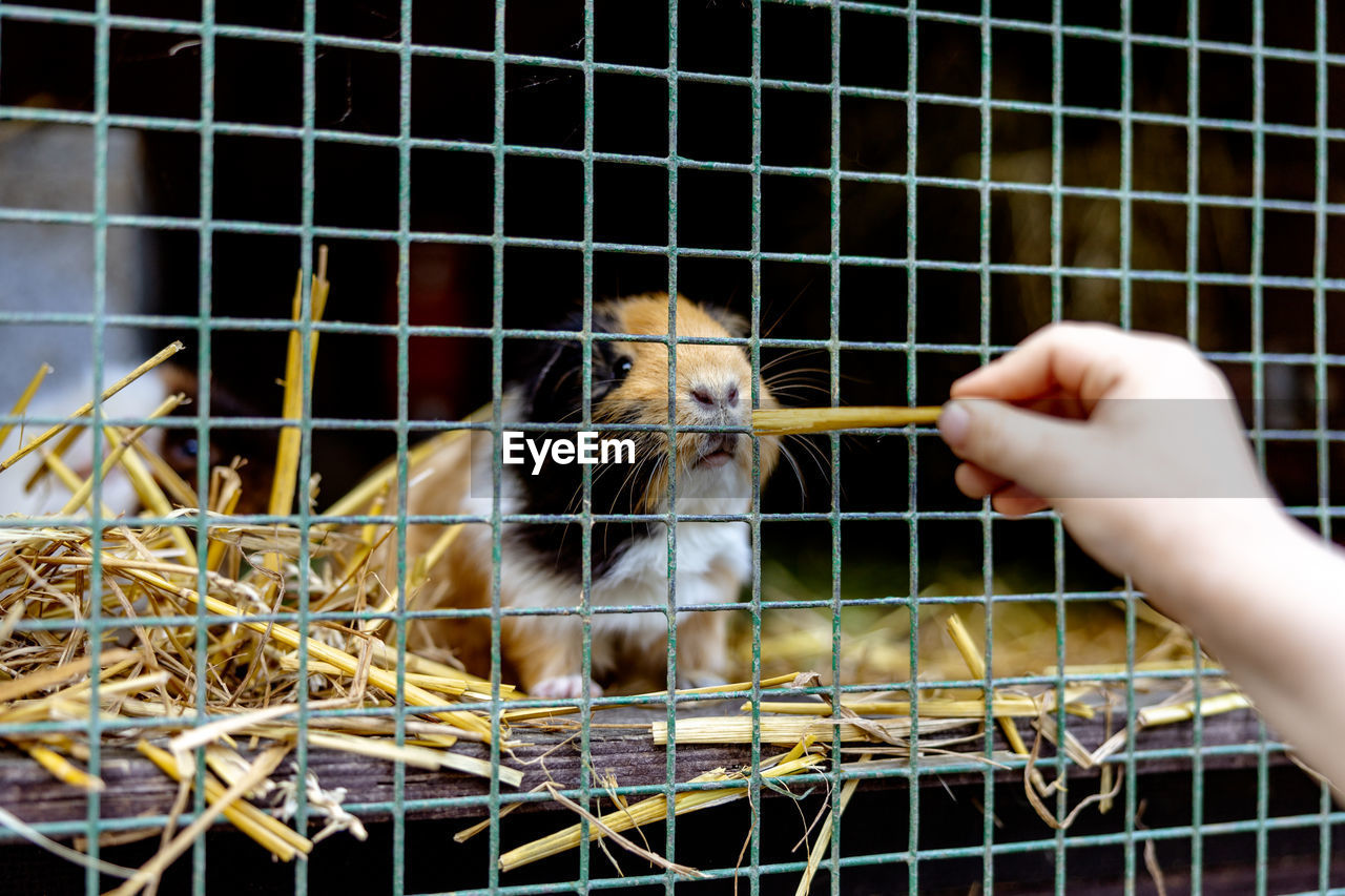 Cute guinea pigs on animal farm in hutch. guinea pig in cage on natural eco farm. animal livestock