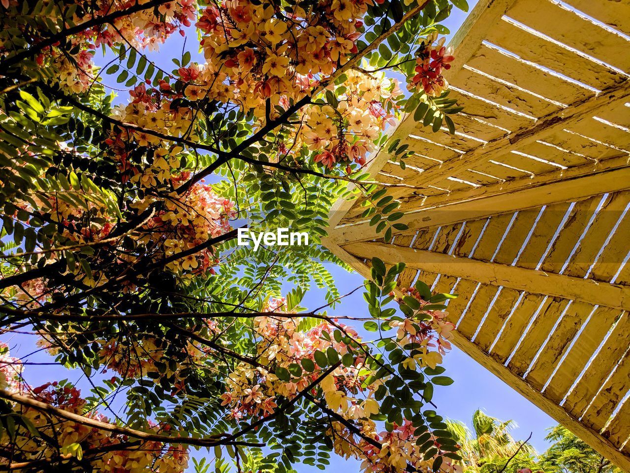 LOW ANGLE VIEW OF FLOWERING TREE